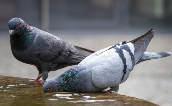 odstraszanie gołębi